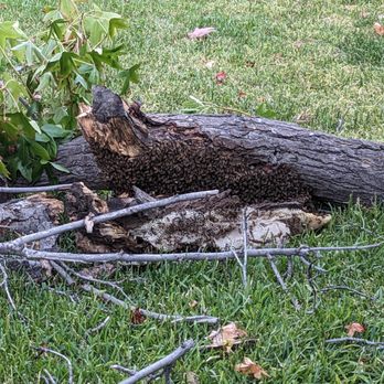 Bee Removal - Bees and part of the open hive attached to the tree limb. - Pest Control Near Me Bee Removal - Bees and part of the open hive attached to the tree limb. - Pest Control Near Me