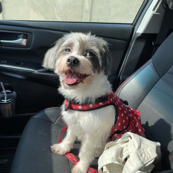 Candy's Dog Salon - After! ‍ - Pet Groomers Near Me - Fremont, California