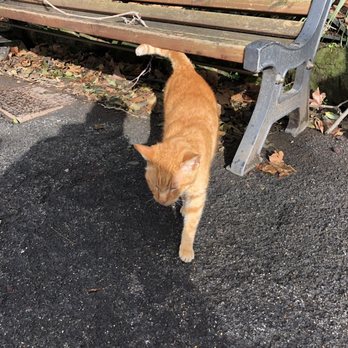 Bioparco - Ginger puss - Zoos Near Me - Rome, RM