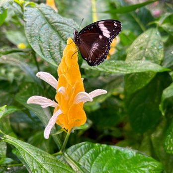 Hershey Gardens - Butterfly! - Botanical Gardens Near Me - Hershey, Pennsylvania