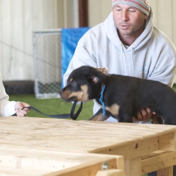 Cali K9 - Pet Training Near Me - San Jose, California
