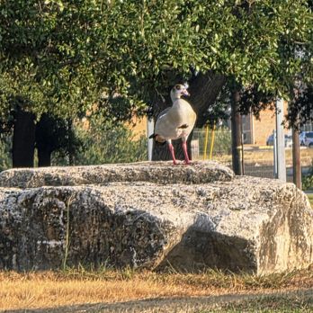 San Gabriel Park - A foul on a rock along the San Gabriel River in Georgetown - Parks Near Me - Georgetown, Texas San Gabriel Park - A foul on a rock along the San Gabriel River in Georgetown - Parks Near Me - Georgetown, Texas