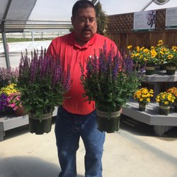Headstart Nursery - 2 new Salvia... tons of flwr! Experimental variety