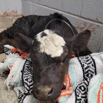 Affordable Vet Care - Calf receiving IV fluids - Veterinarians Near Me - Trenton, Missouri Affordable Vet Care - Calf receiving IV fluids - Veterinarians Near Me - Trenton, Missouri