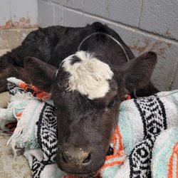 Affordable Vet Care - Calf receiving IV fluids