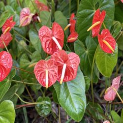 Hale 'Ohu Bed & Breakfast - Gardens