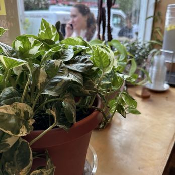 Café Dear Leon - Plant - Cafes Near Me - Baltimore, Maryland