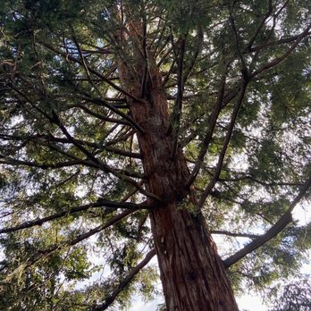 Valley Tree Care Service - Our beautiful giant, thinned and pruned! - Tree Services Near Me - Mountain View, California Valley Tree Care Service - Our beautiful giant, thinned and pruned! - Tree Services Near Me - Mountain View, California