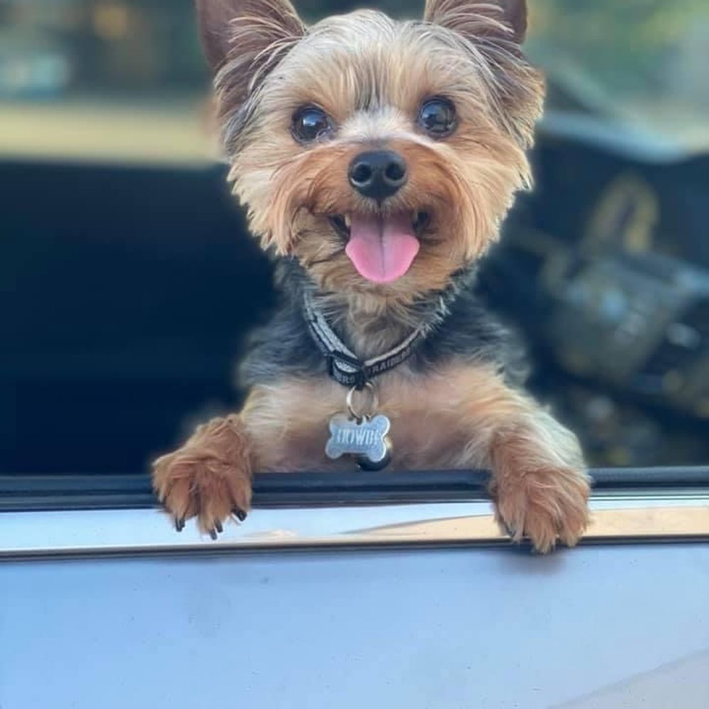 A & L Purr D Paws - Howie The Yorkie - Pet Groomers Near Me - Madera, California A & L Purr D Paws - Howie The Yorkie - Pet Groomers Near Me - Madera, California
