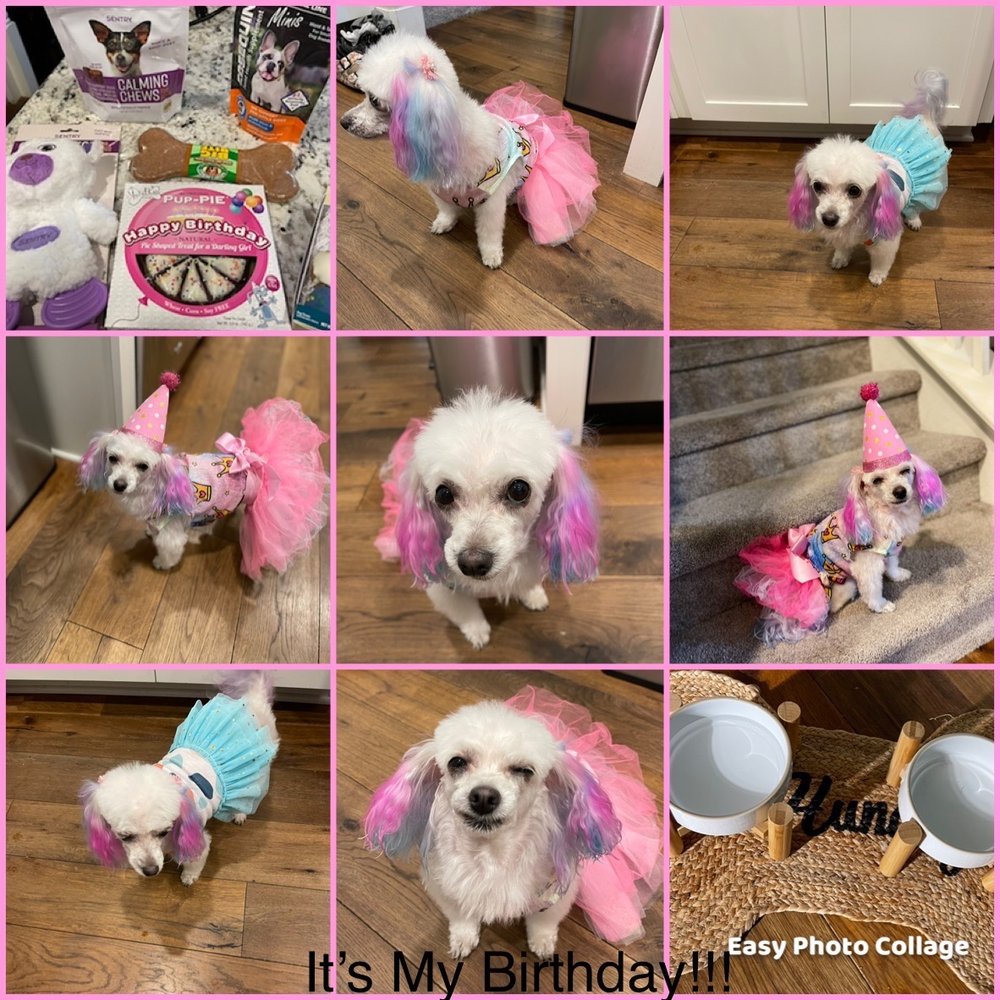 DAWN’S PET PALACE 456 Photos & 225 Reviews 4949 Marconi Ave