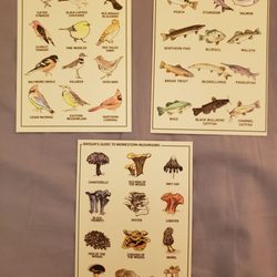 Raygun - Postcards of midwestern birds, fish, mushrooms