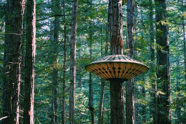 Redwoods Treewalk by null