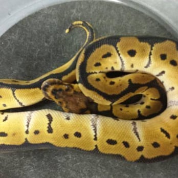 A-List Animals - Pet Stores Near Me - Cincinnati, Ohio