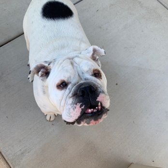 Desert Breeze Dog Park - Tank - Dog Parks Near Me - Las Vegas, Nevada Desert Breeze Dog Park - Tank - Dog Parks Near Me - Las Vegas, Nevada