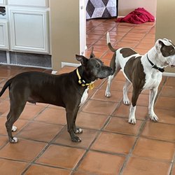 unTAMED Dog Co.