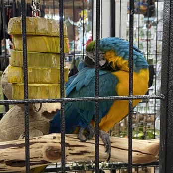 Wabash Feed & Garden - Polly DOES NOT want a cracker!!! - Nurseries & Gardening Near Me - Houston, Texas Wabash Feed & Garden - Polly DOES NOT want a cracker!!! - Nurseries & Gardening Near Me - Houston, Texas