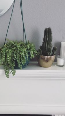The ZEN Succulent by null