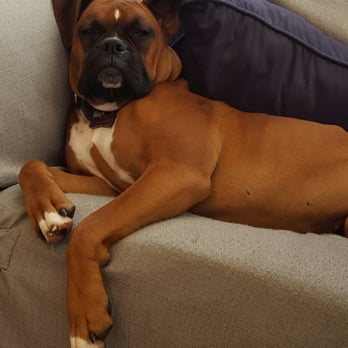 Bark Busters Home Dog Training - Pet Training Near Me Bark Busters Home Dog Training - Pet Training Near Me