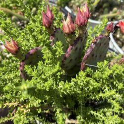 Freedom Nursery - Flowering cactus