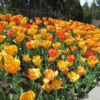 Parc de l'Indépendance - loads of tulips - Parks Near Me - Morges, VD