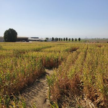 Cool Patch Pumpkins - Pumpkin Patches Near Me - Dixon, California