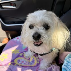 Pittsboro Animal Hospital