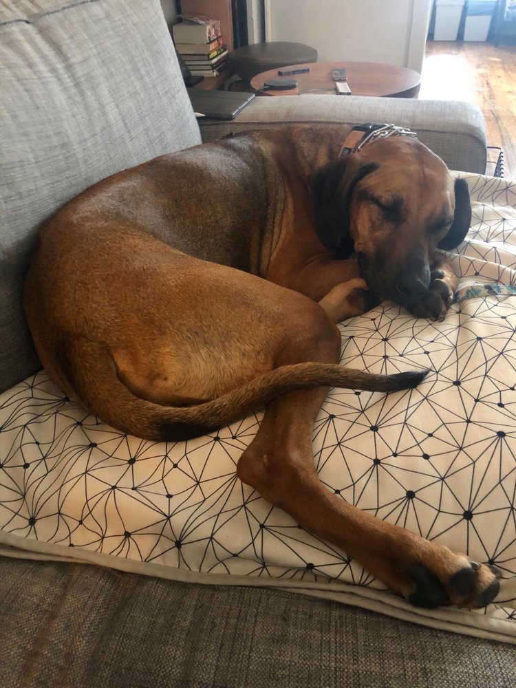 MONSTER MUTT DOGGIE DAY CARE 59 Reviews 297 Warren St, Brooklyn, NY