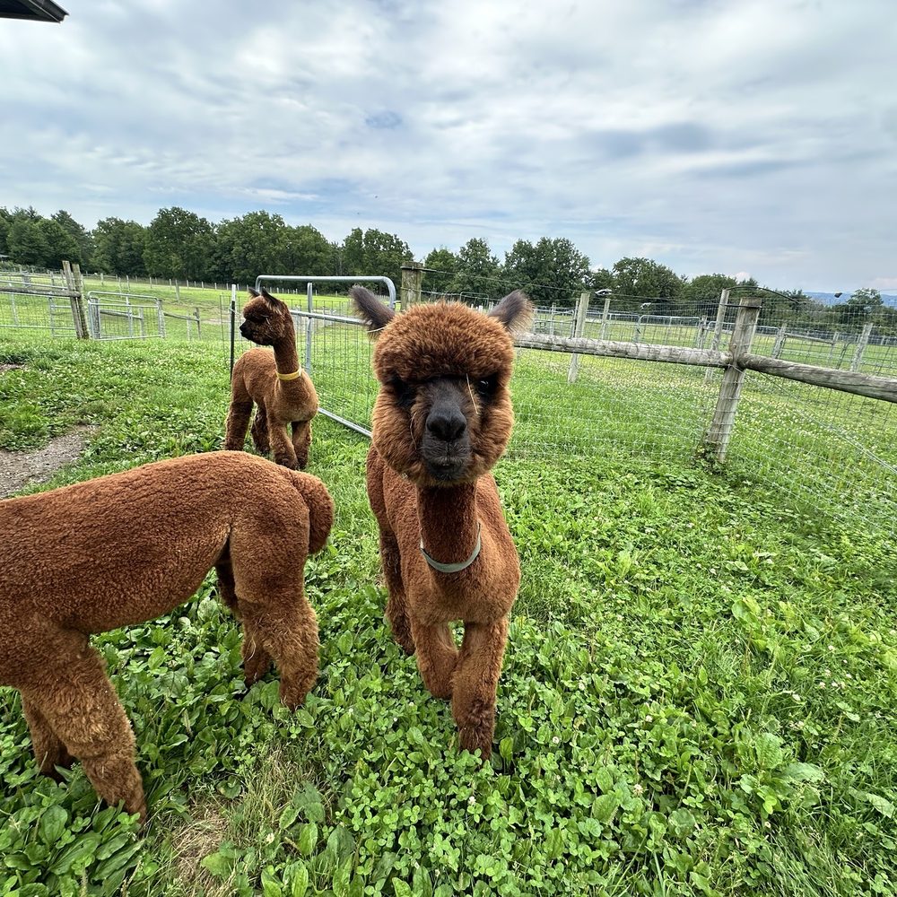 Cabin View Alpacas - Attraction Farms Near Me - Trumansburg, New York