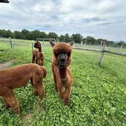 Cabin View Alpacas