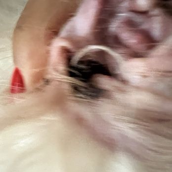Lilly's Mobile Grooming - Ear infection! - Pet Groomers Near Me Lilly's Mobile Grooming - Ear infection! - Pet Groomers Near Me