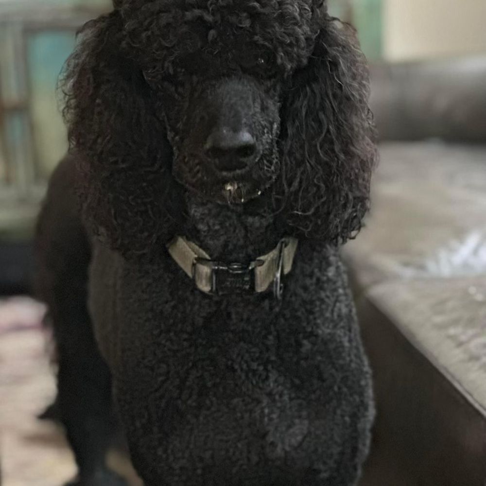 Dr Dolittle's Pet Grooming - From Bentley
I feel so much better now! - Pet Groomers Near Me - Jacksonville, Florida Dr Dolittle's Pet Grooming - From Bentley
I feel so much better now! - Pet Groomers Near Me - Jacksonville, Florida