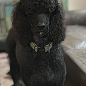 Dr Dolittle's Pet Grooming - From Bentley
I feel so much better now! - Pet Groomers Near Me - Jacksonville, Florida Dr Dolittle's Pet Grooming - From Bentley
I feel so much better now! - Pet Groomers Near Me - Jacksonville, Florida