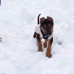 Puppy's first snow Puppy's first snow
