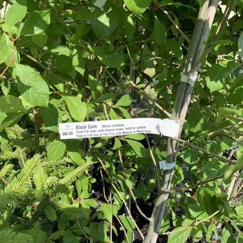 Black Cap Farm - Native Plant Nursery - Good prices on native trees. - Nurseries & Gardening Near Me - Onekama, Michigan Black Cap Farm - Native Plant Nursery - Good prices on native trees. - Nurseries & Gardening Near Me - Onekama, Michigan