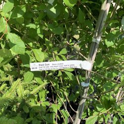 Black Cap Farm - Native Plant Nursery - Good prices on native trees.
