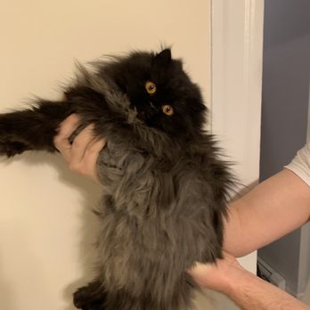 Soft Paws - Before! - Pet Groomers Near Me - Newtonville, Massachusetts