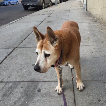 Echo Park Veterinary Hospital - R.I.P. Pyeitoworld - Veterinarians Near Me - Echo Park, California Echo Park Veterinary Hospital - R.I.P. Pyeitoworld - Veterinarians Near Me - Echo Park, California