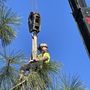 Photo of Rope Runners Tree Service
