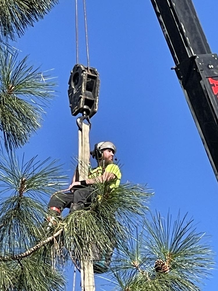 ROPE RUNNERS TREE SERVICE - Updated July 2025 - Mount Shasta ...