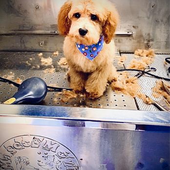 ATX Mobile Pet Services - Bash - Pet Groomers Near Me ATX Mobile Pet Services - Bash - Pet Groomers Near Me