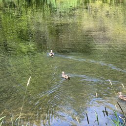 Ducks paddling out Ducks paddling out