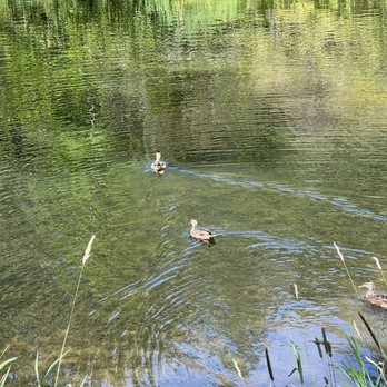 Whatcom Falls Park - Ducks paddling out - Dog Parks Near Me - Bellingham, Washington Whatcom Falls Park - Ducks paddling out - Dog Parks Near Me - Bellingham, Washington
