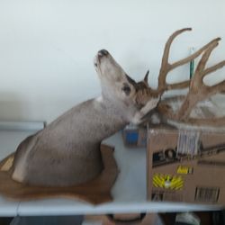 County Line Pack & Ship - Mounted Deer Head