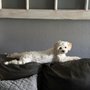 Oak Glen Animal Hospital