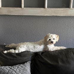 Oak Glen Animal Hospital - Henri, being a spatchcock puppy :)