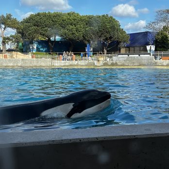 Dine With Orcas - Tank side view - Buffets Near Me - San Diego, California Dine With Orcas - Tank side view - Buffets Near Me - San Diego, California