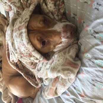 Just Like Home Dog Sitting - Pet Sitting Near Me - Sturbridge, Massachusetts Just Like Home Dog Sitting - Pet Sitting Near Me - Sturbridge, Massachusetts