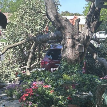 Sycamore Tree Service - Tree Services Near Me Sycamore Tree Service - Tree Services Near Me