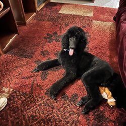 Walden Animal Clinic - Sampson