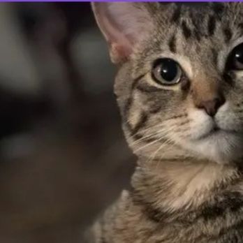 Talore Made Pet Sitting - Pet Sitting Near Me Talore Made Pet Sitting - Pet Sitting Near Me